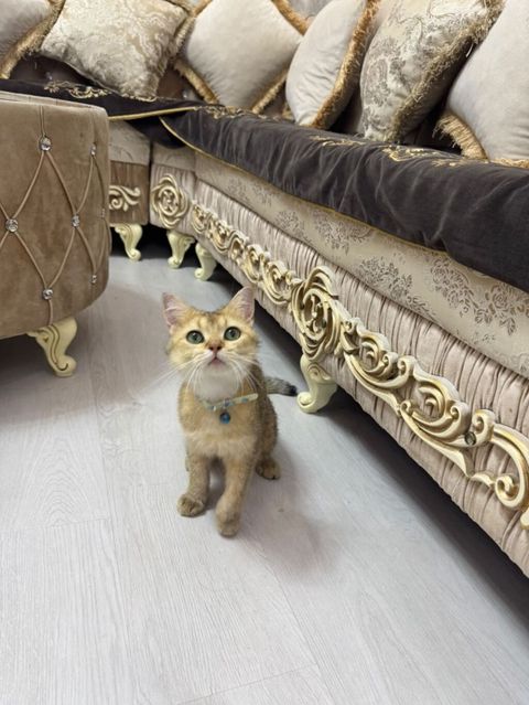 Qızıl şinşilla, Erkək, Yaxşı əllərə, Ünvandan götürmə, Ödənişli çatdırılma — Bakı