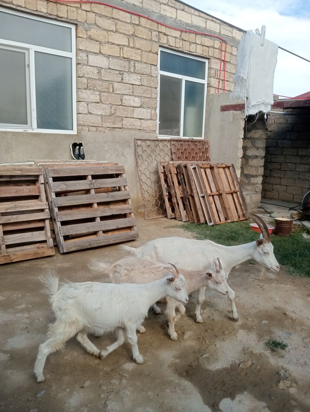 Dişi, Zanen, il: 1, 55 kq, Südlük, Pulsuz çatdırılma — Kənd təsərrüfatı heyvanları, Digah (3)