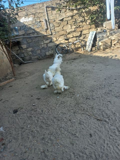 Toyuq, Damazlıq — Digah