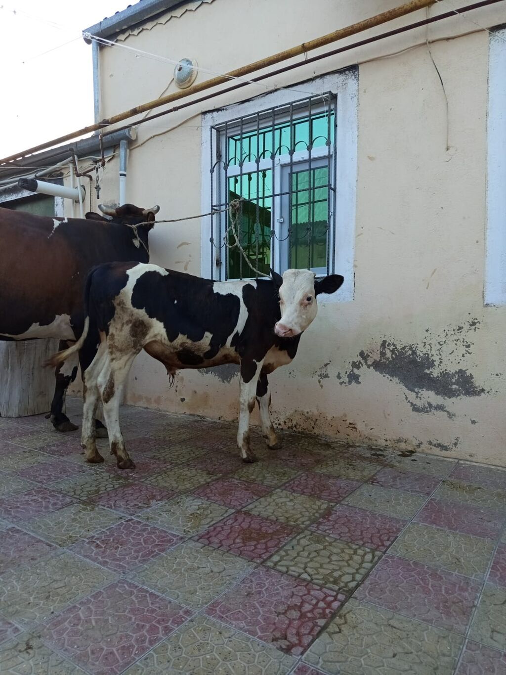 2 ci qarna balali duye sudu 18 litr .mayin 14 du dogub balasi erkeydi — Kənd təsərrüfatı heyvanları, Bakı (3)