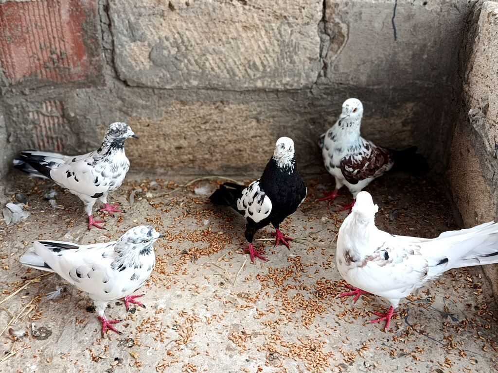 Salam Qusdar tergidilir qiymət üçün yazilib her cütlüyün öz — Göyərçin, Saatlı (6)
