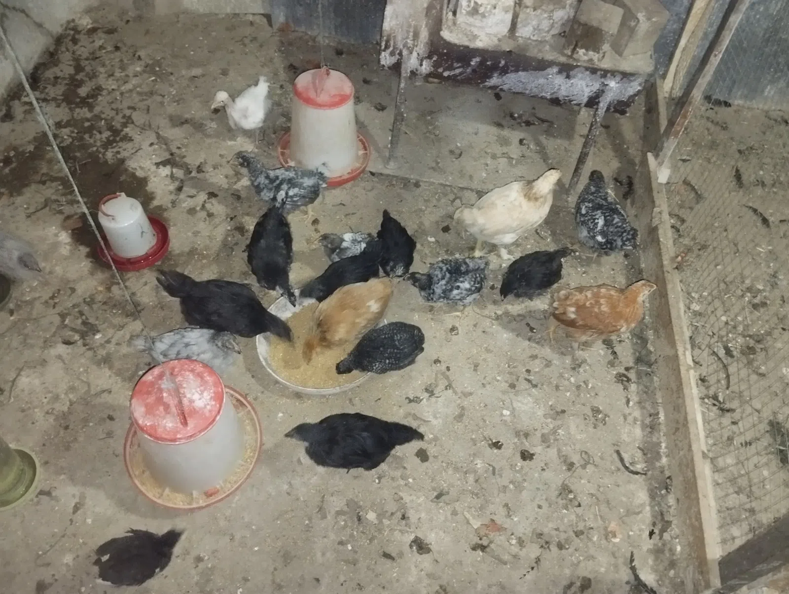 Quşlar cins cücələr — Bakı