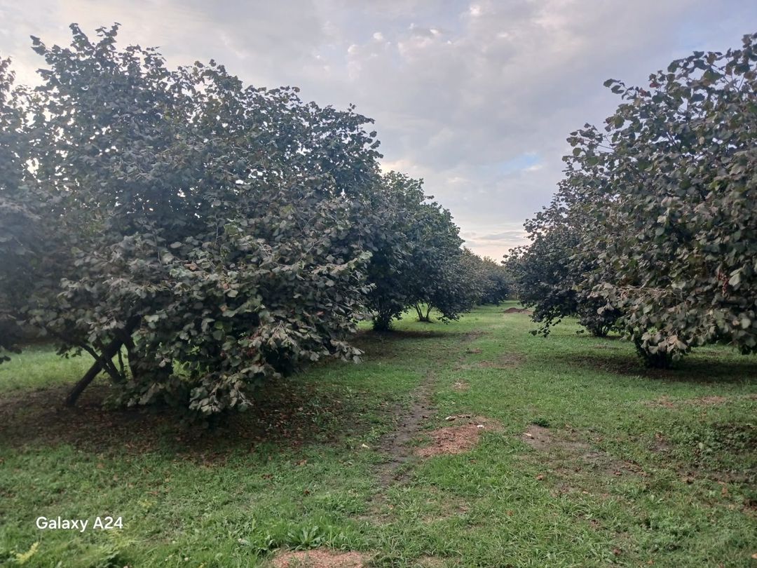 Satılır torpaq 190 sot — Torpaq, Zaqatala (5)