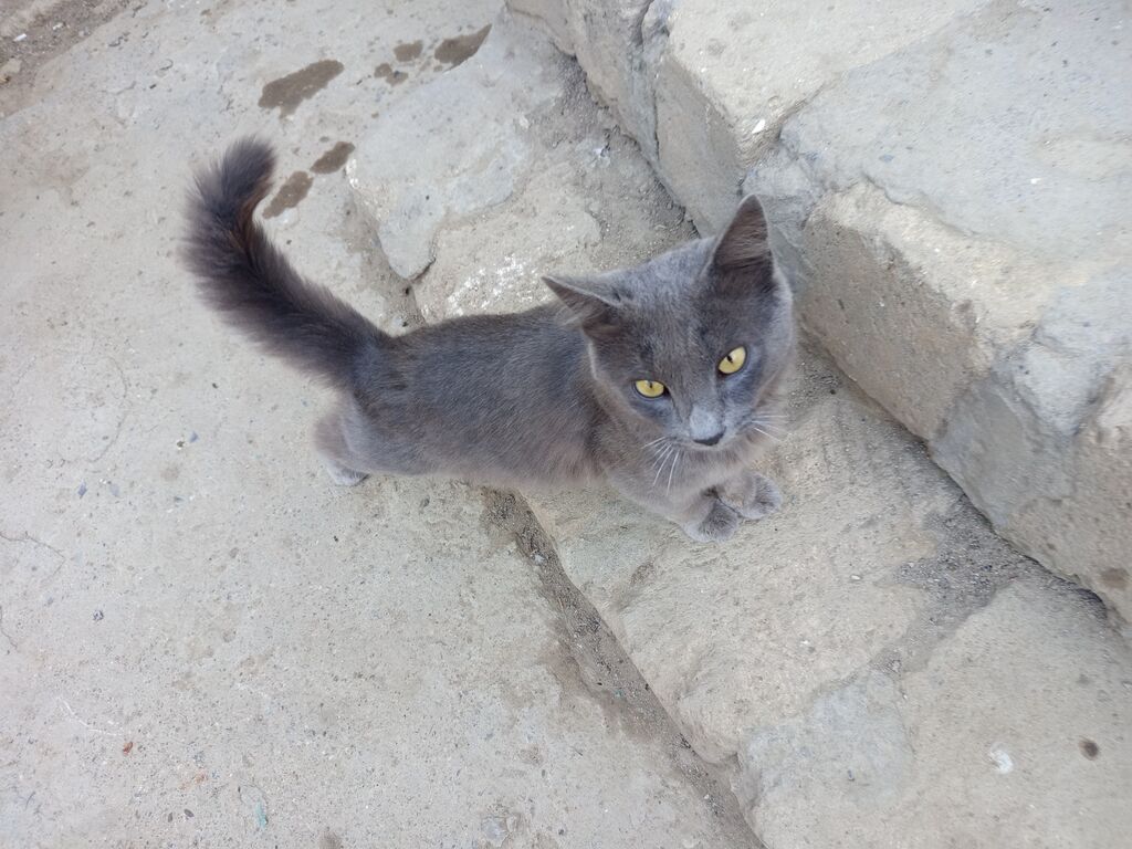 Boz rəngli pişik – qızılı gözlər, qısa-orta uzunluqda tüklər, uzun — Pişiklər, Digah (4)