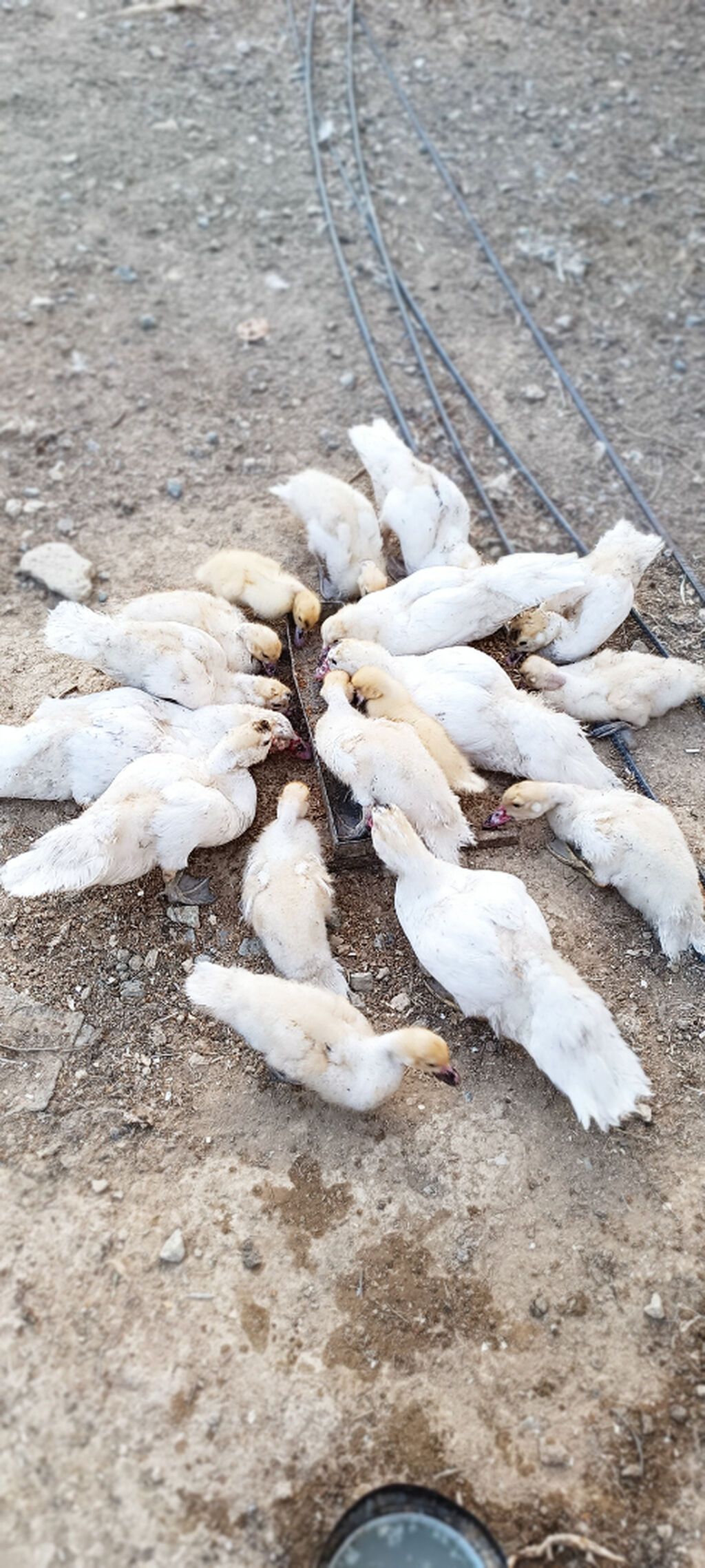 17 eded hami 200azn unvan Saray qesebesi — Digərləri, Saray (3)