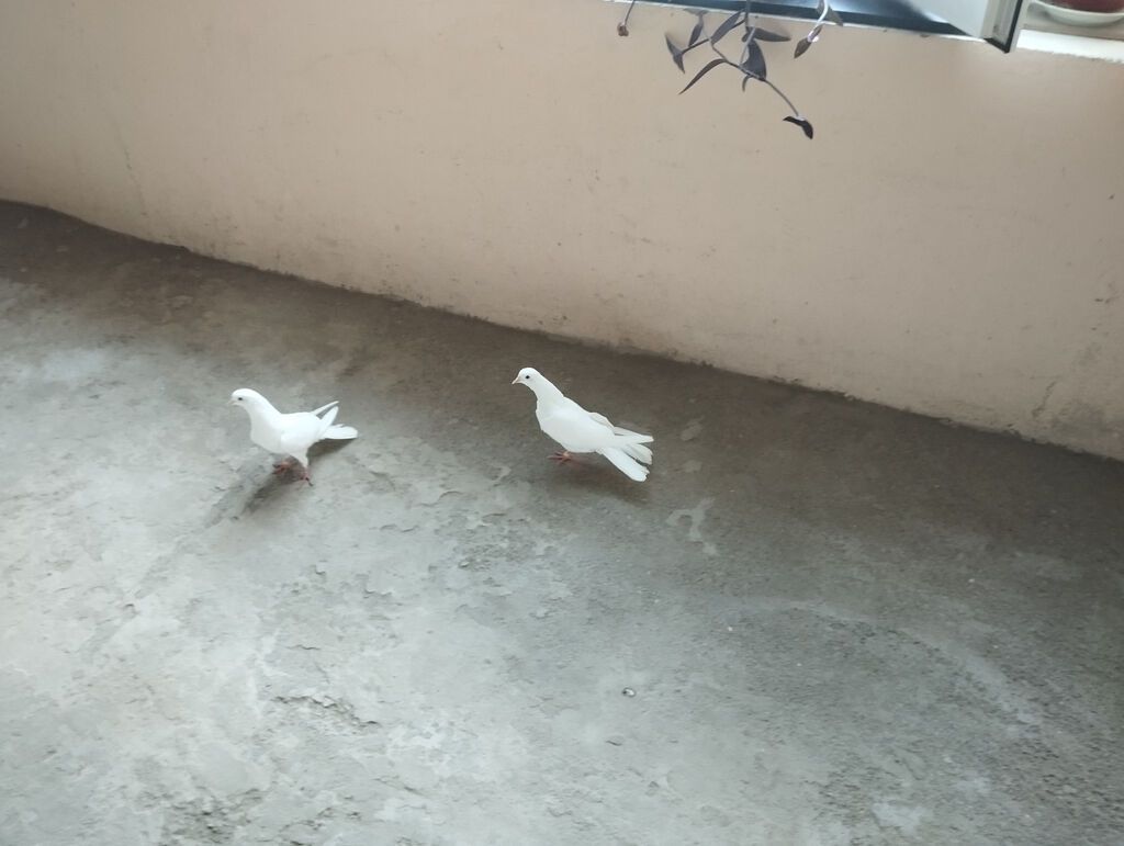 18 tük cavan heyvanlardi tüleydədilər cütü 40 manat — Göyərçin, Bakı (2)
