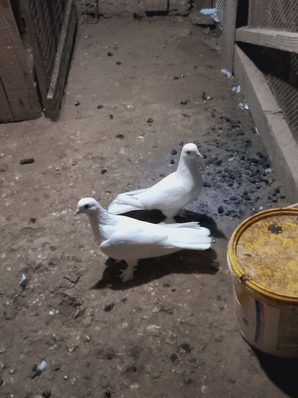 Ağ rəngli cüt göyərçin - Növ: dekorativ/ev göyərçinləri - Rəng: tam — Göyərçin, Digah (6)