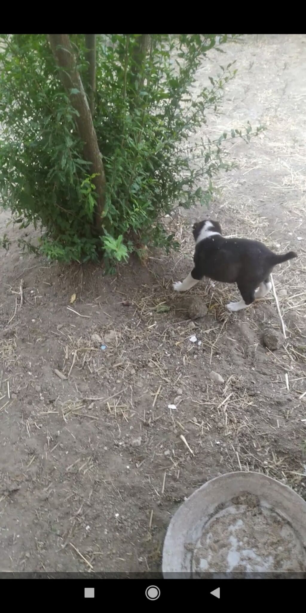 Alabay, Erkək — Köpəklər, Bakı (2)