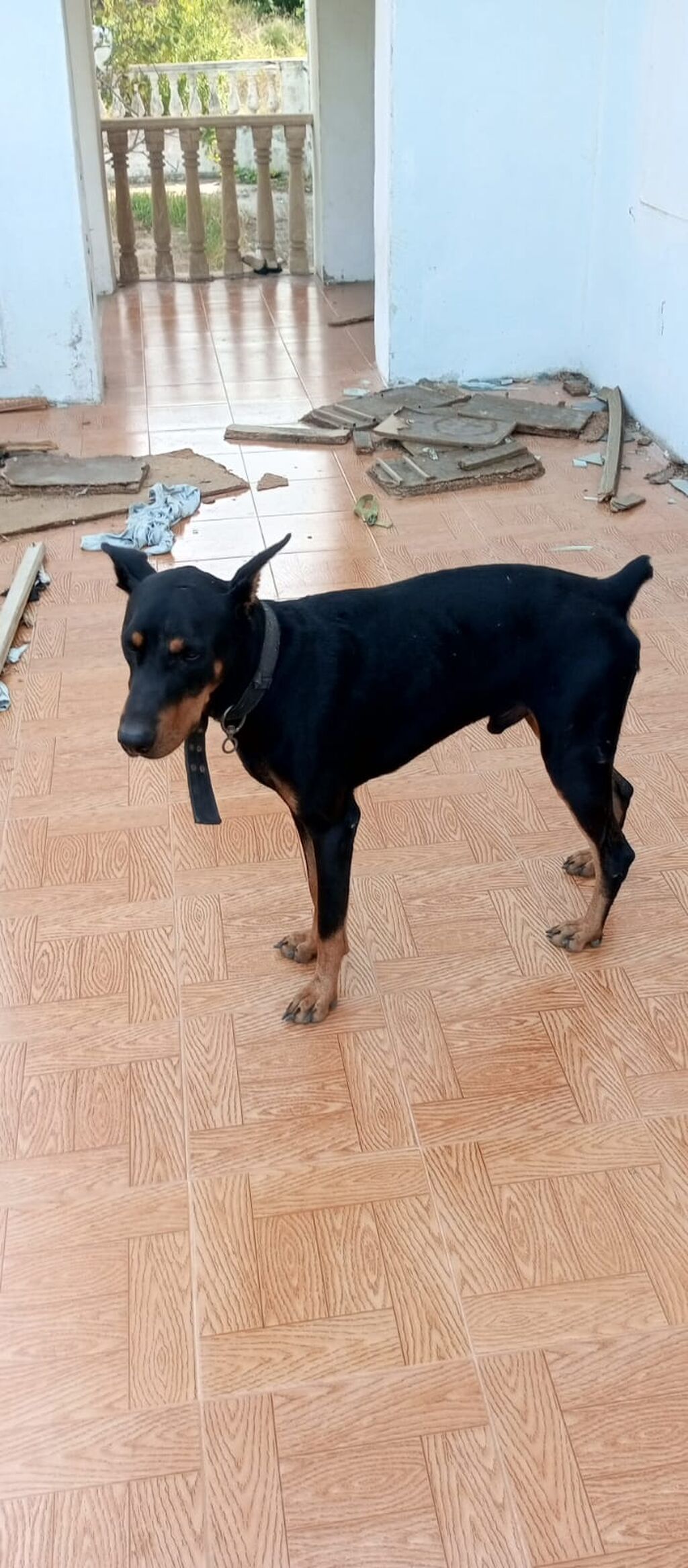 Doberman, 10 ay — Köpəklər, Digah (3)