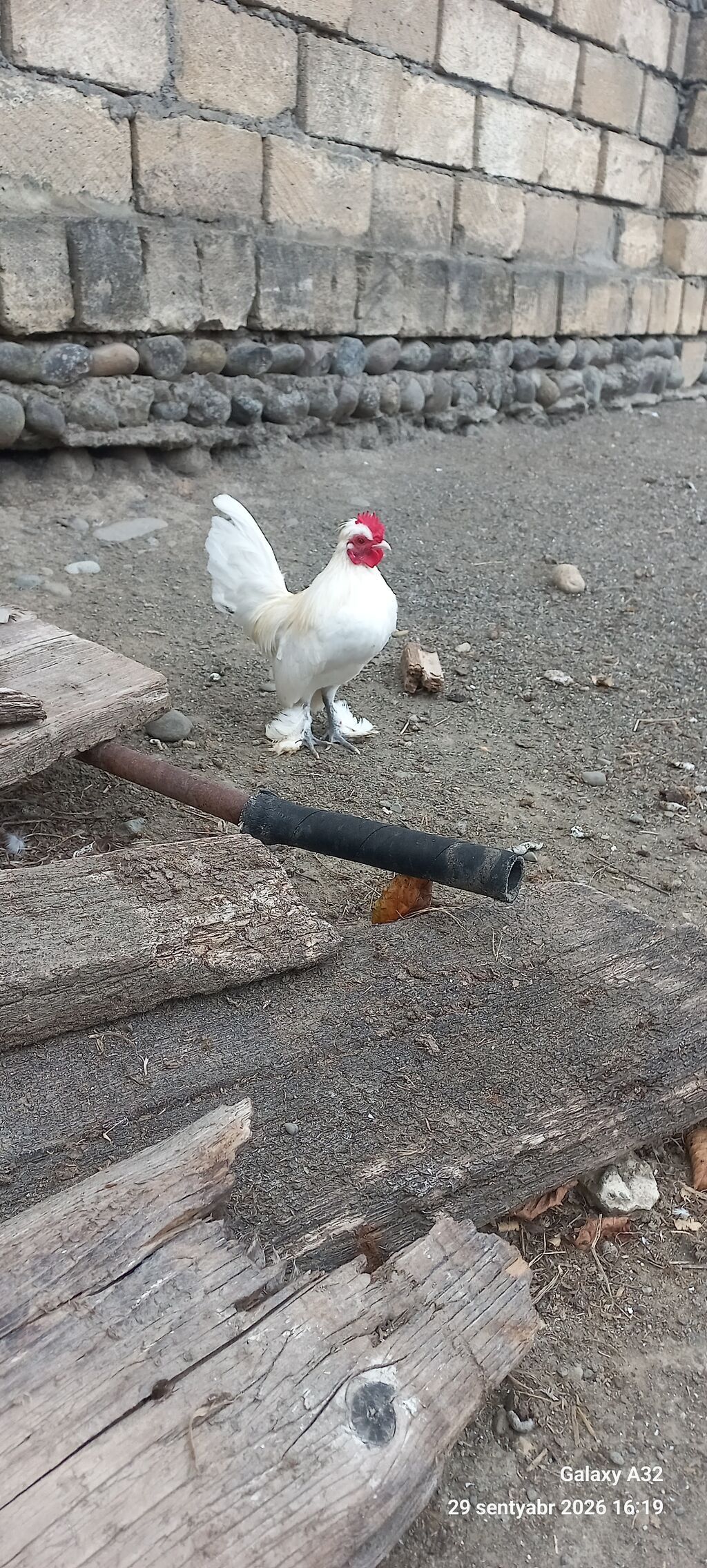 Tam sağlam 6 aylıq cır yaponkalar.Unvan Lənkəran Bakıya 20yanvara və — Toyuq və xoruz, Lənkəran (9)