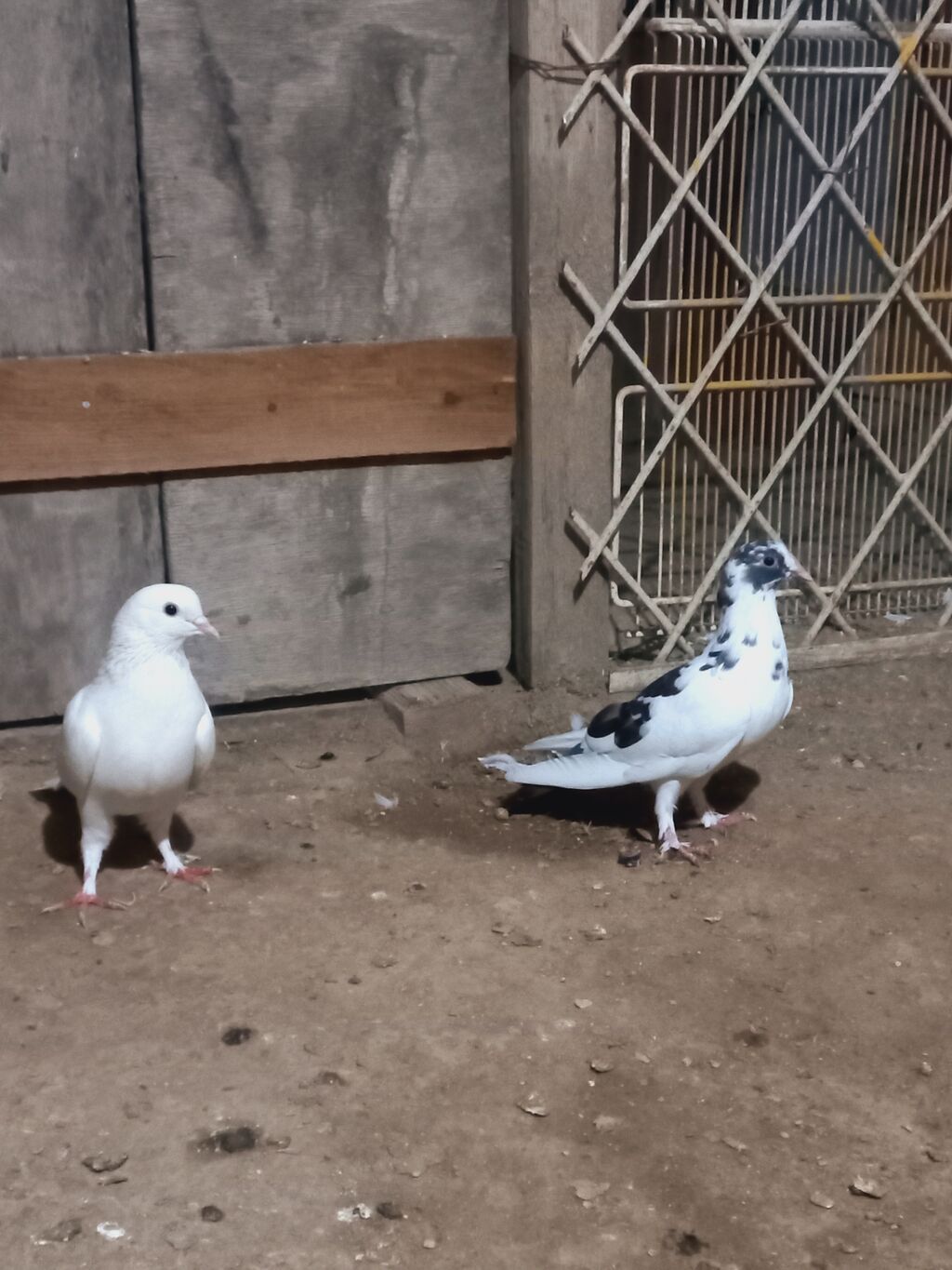 Məhsul: Ev göyərçinləri (cüt) Təsvir: - Rənglər: biri tam ağ, digəri — Göyərçin, Digah (2)