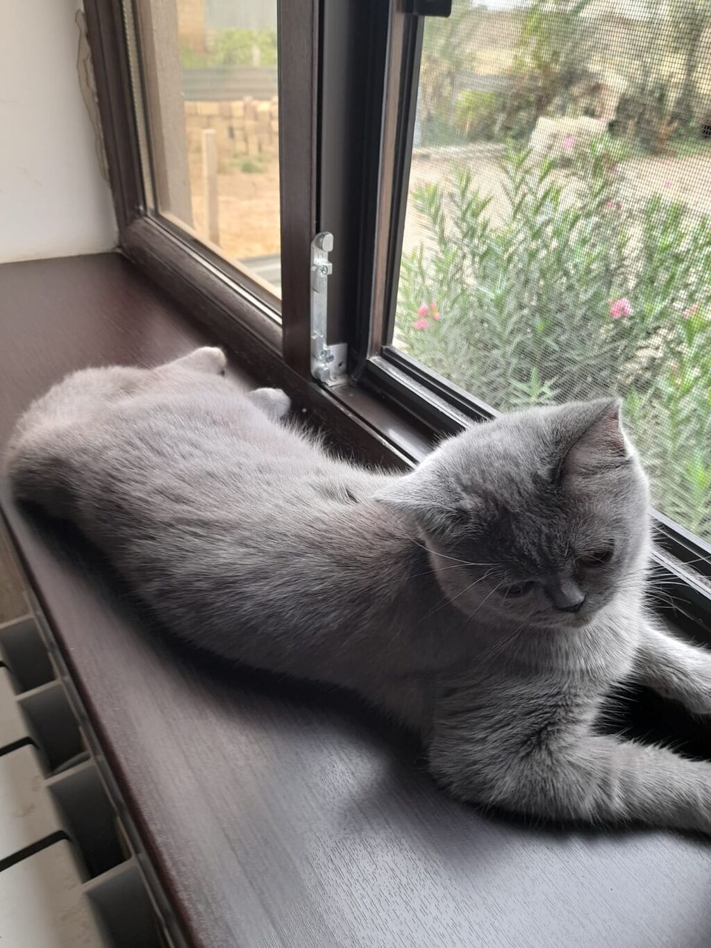 Britan — Pişiklər, Bakı
