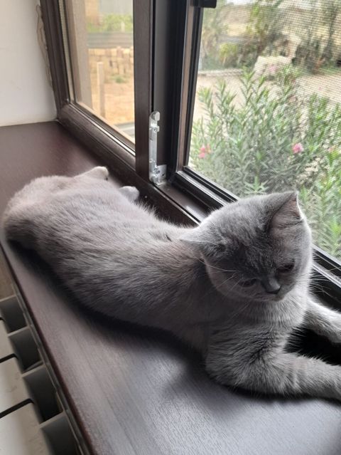 Britan — Bakı