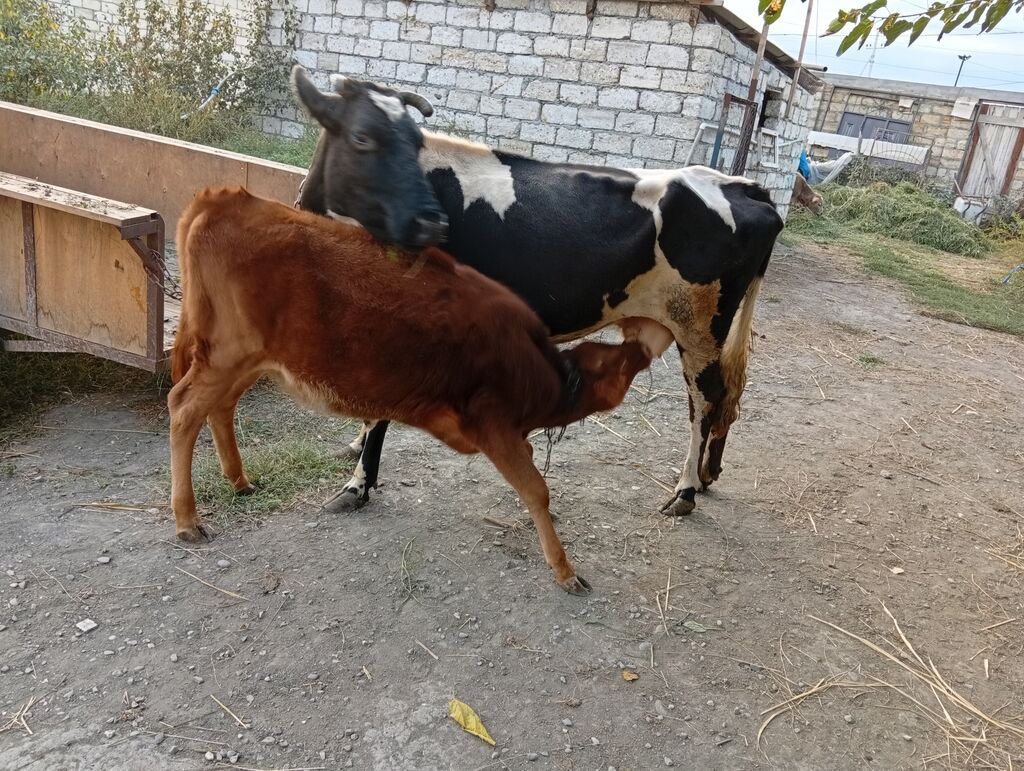 Dişi, il: 5, 400 kq, Damazlıq, Ünvandan götürmə — Kənd təsərrüfatı heyvanları, Xaçmaz (3)