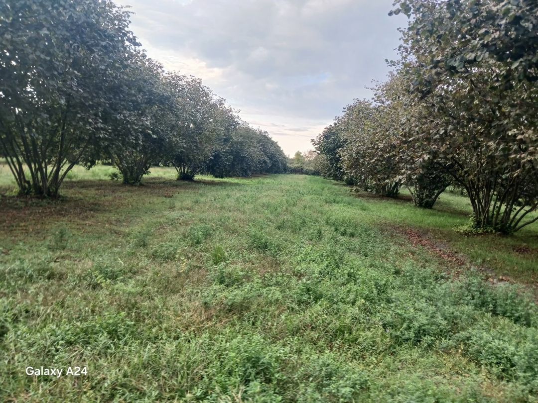 Satılır torpaq 190 sot — Torpaq, Zaqatala (12)