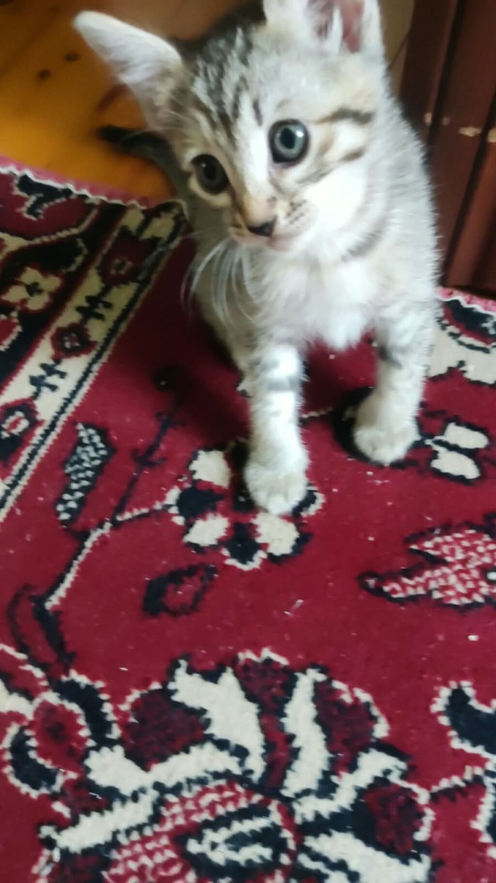 Tabbi, Yaxşı əllərə — Pişiklər, Bakı (8)