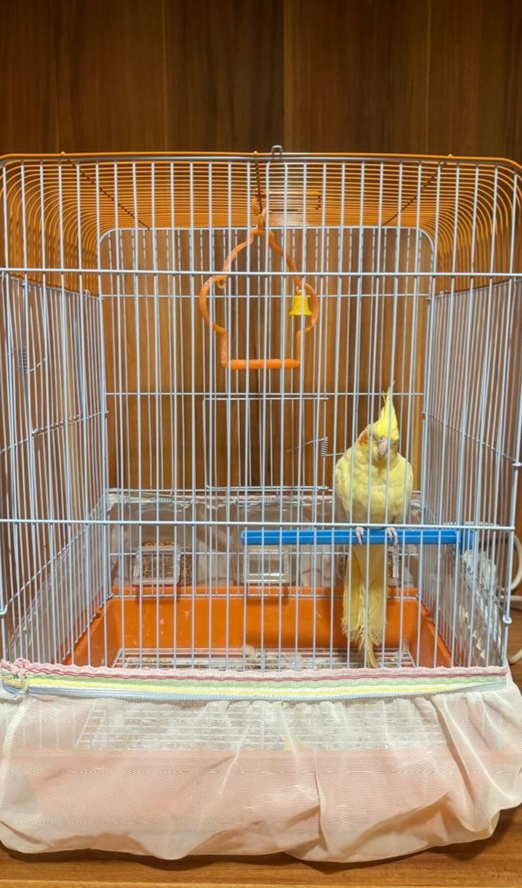 Növ: Nimfa (Cockatiel) – sarı rəng popuqay qefesle birlikte satilir — Digərləri, Bakı (3)
