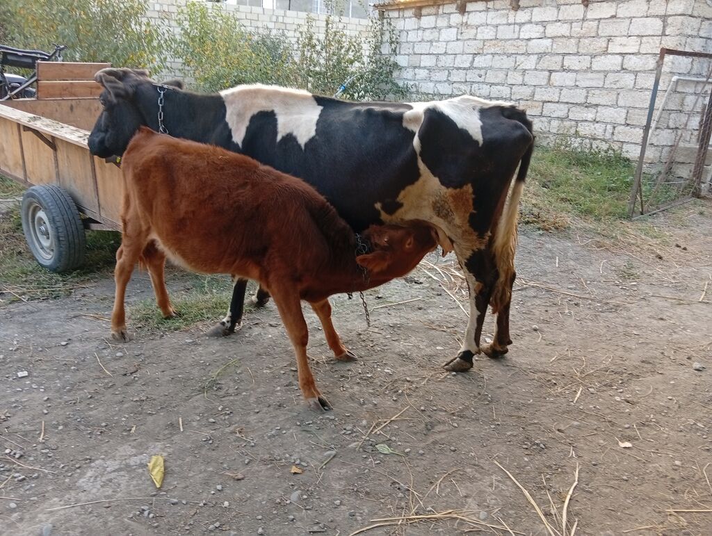 Dişi, il: 5, 400 kq, Damazlıq, Ünvandan götürmə — Kənd təsərrüfatı heyvanları, Xaçmaz (4)