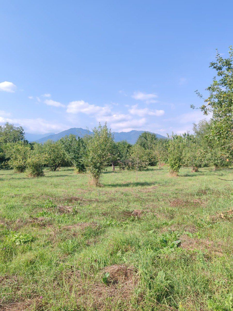 Satılır torpaq 22 sot — Torpaq, Qəbələ (6)