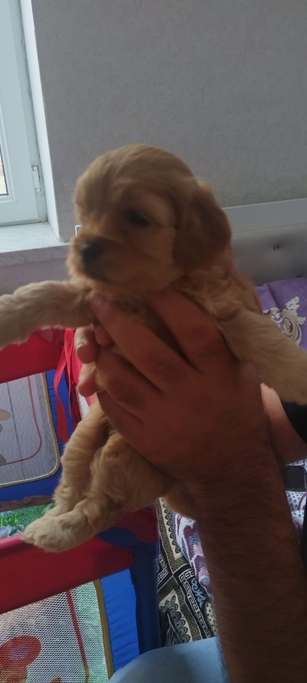 Pudel, 1 ay — Köpəklər, Bakı (7)