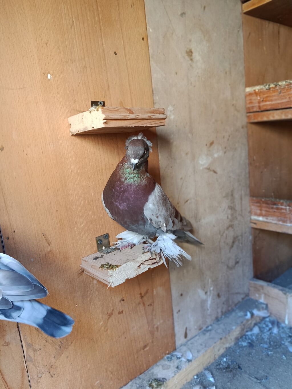 Mor erkeydi roal alici narahat elesin — Göyərçin, Sumqayıt (6)