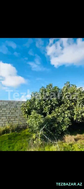 Buzovna 11 sot kupçalı torpaq satılır — Torpaq, Bakı (8)
