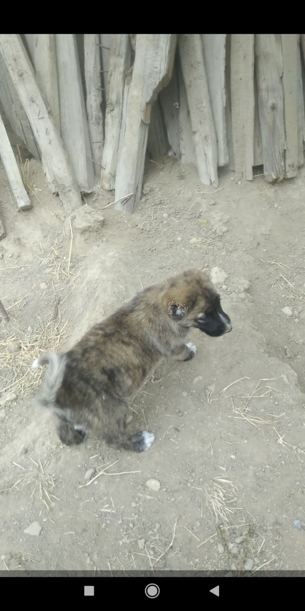 Kanqal, Peyvəndli — Köpəklər, Bakı