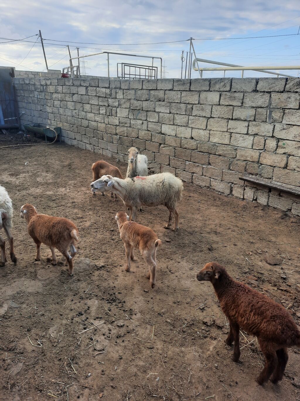 5Qoyun və5 quzu dəsti - Ana qoyun – südlü, quzu əmizdirir. Yerli — Kənd təsərrüfatı heyvanları, Mehdiabad (7)
