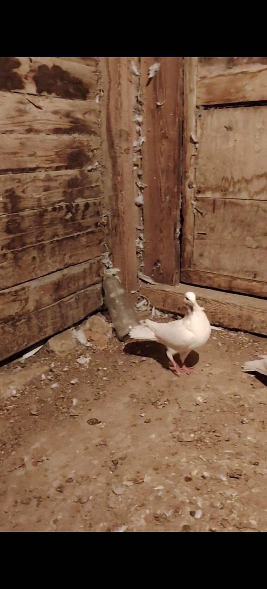 Boynu xinali arxa dirnagi kesik 12 tuk erkek satilir yay tutulmasidi — Göyərçin, Digah (5)