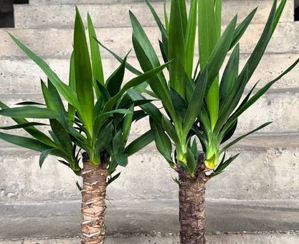 Yucca: hətta yeni başlayanlarla birlikdə gedən sərt gözəllik. Bütün — Ağaclar və fidan, Bakı (2)