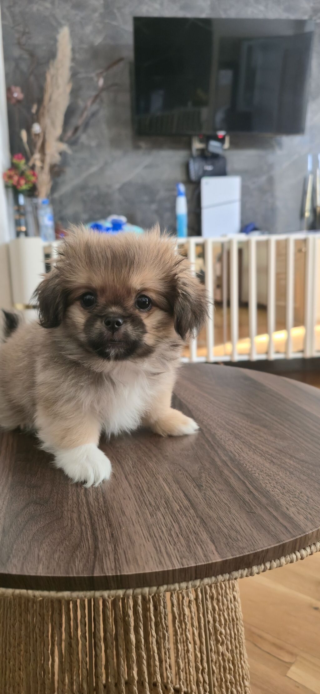 Pekines, 3 ay, Peyvəndli — Köpəklər, Masazır (4)