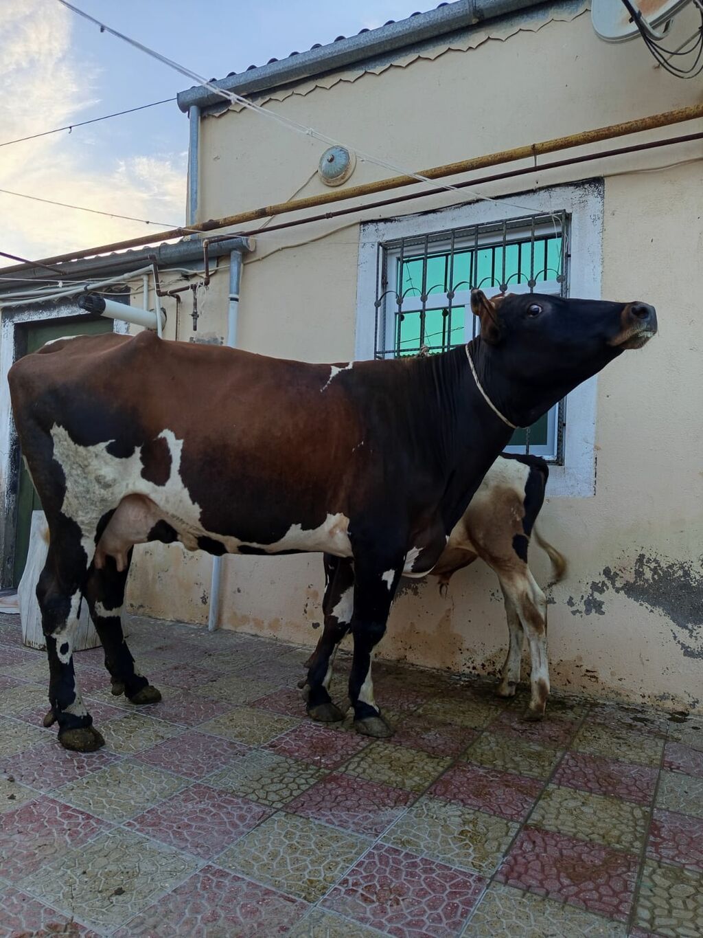 2 ci qarna balali duye sudu 18 litr .mayin 14 du dogub balasi erkeydi — Kənd təsərrüfatı heyvanları, Bakı (2)