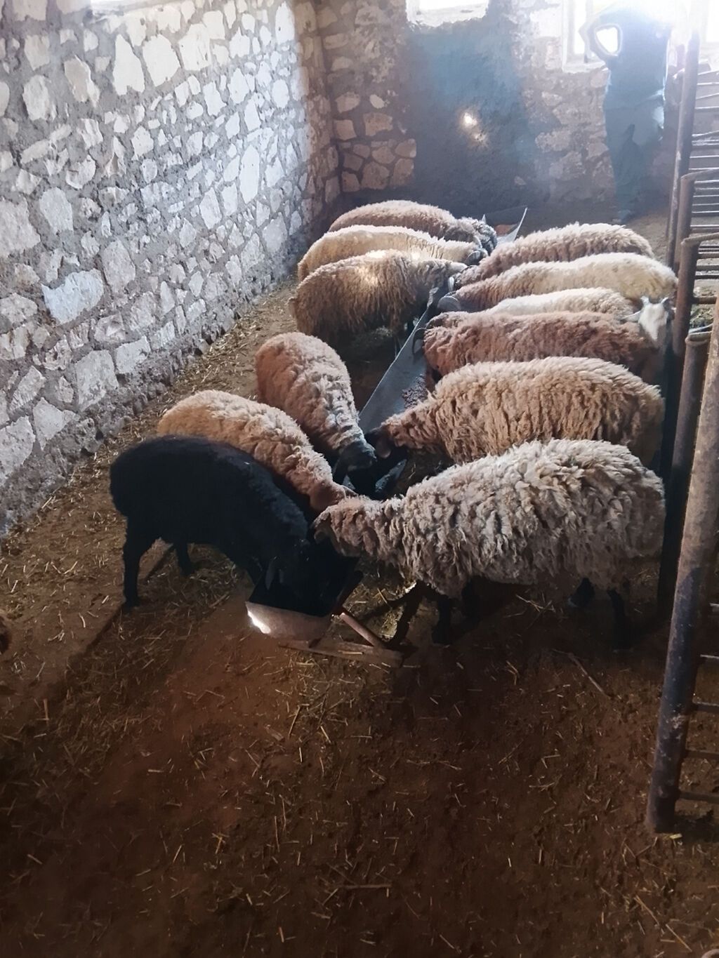 Quzu, Erkək, ay: 7, 40 kq, Damazlıq — Kənd təsərrüfatı heyvanları, Şəmkir