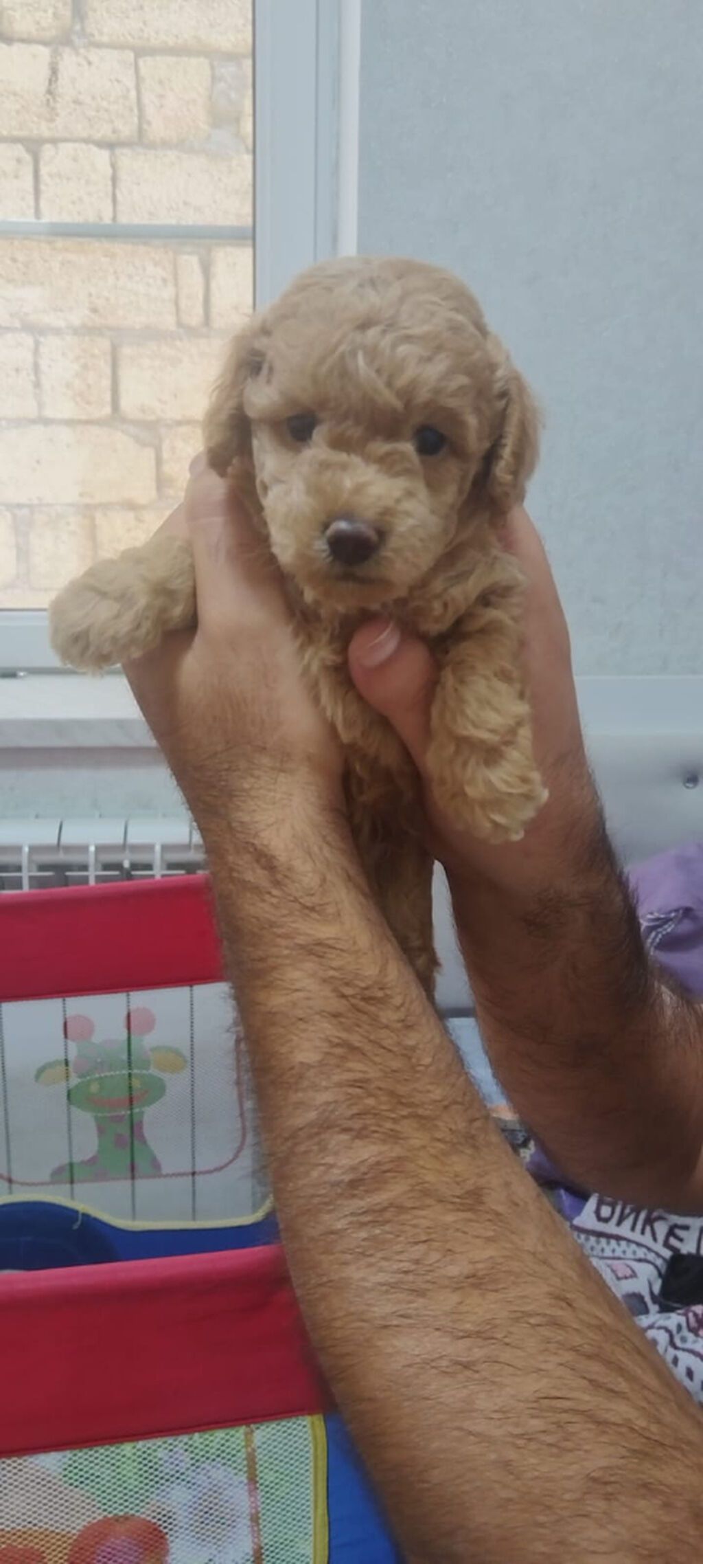 Pudel, 1 ay — Köpəklər, Bakı (2)