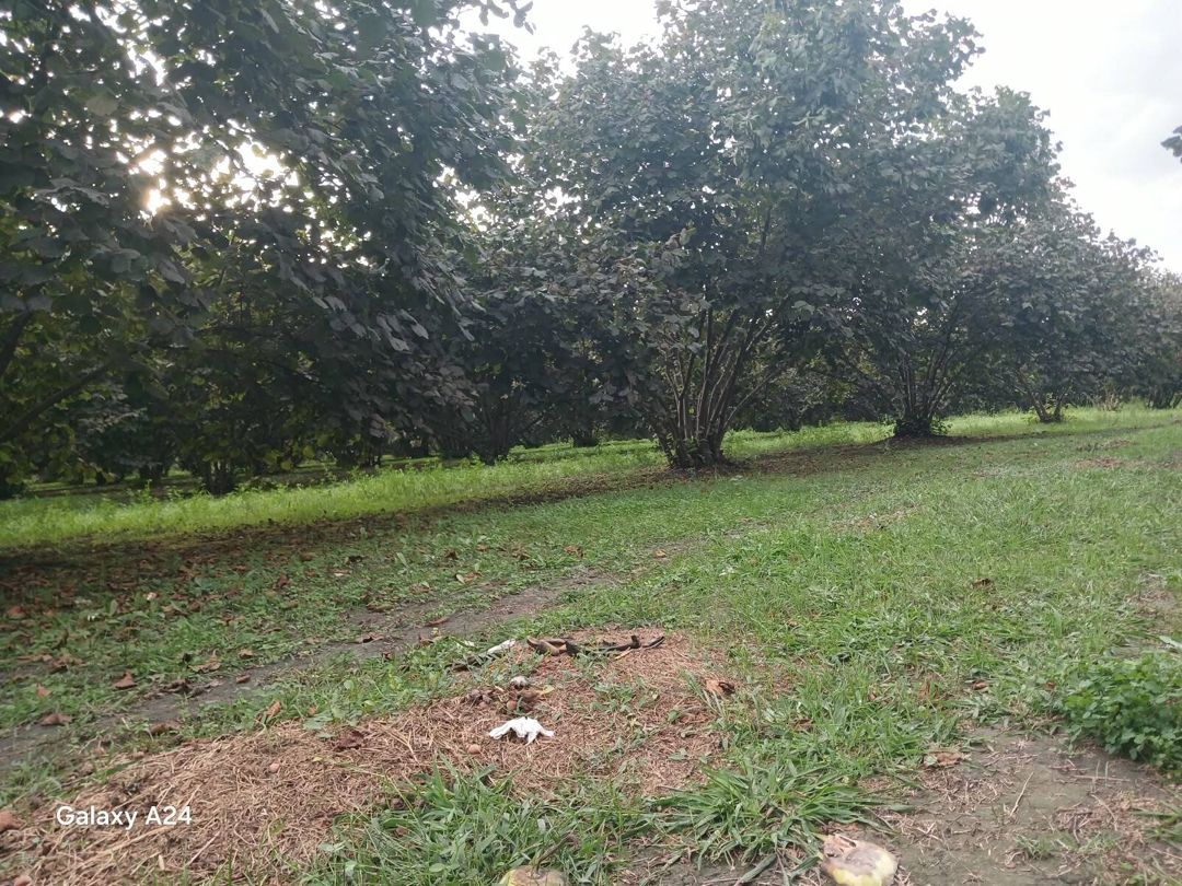 Satılır torpaq 190 sot — Torpaq, Zaqatala (4)