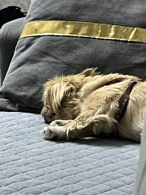 Pekines, 11 ay, Peyvəndli, Ödənişli çatdırılma — Digah