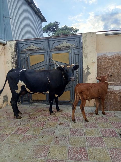 2ci qarna balali duye 2 aydi dogub balasi erkeydi sudu 18 lit elnende — Bakı