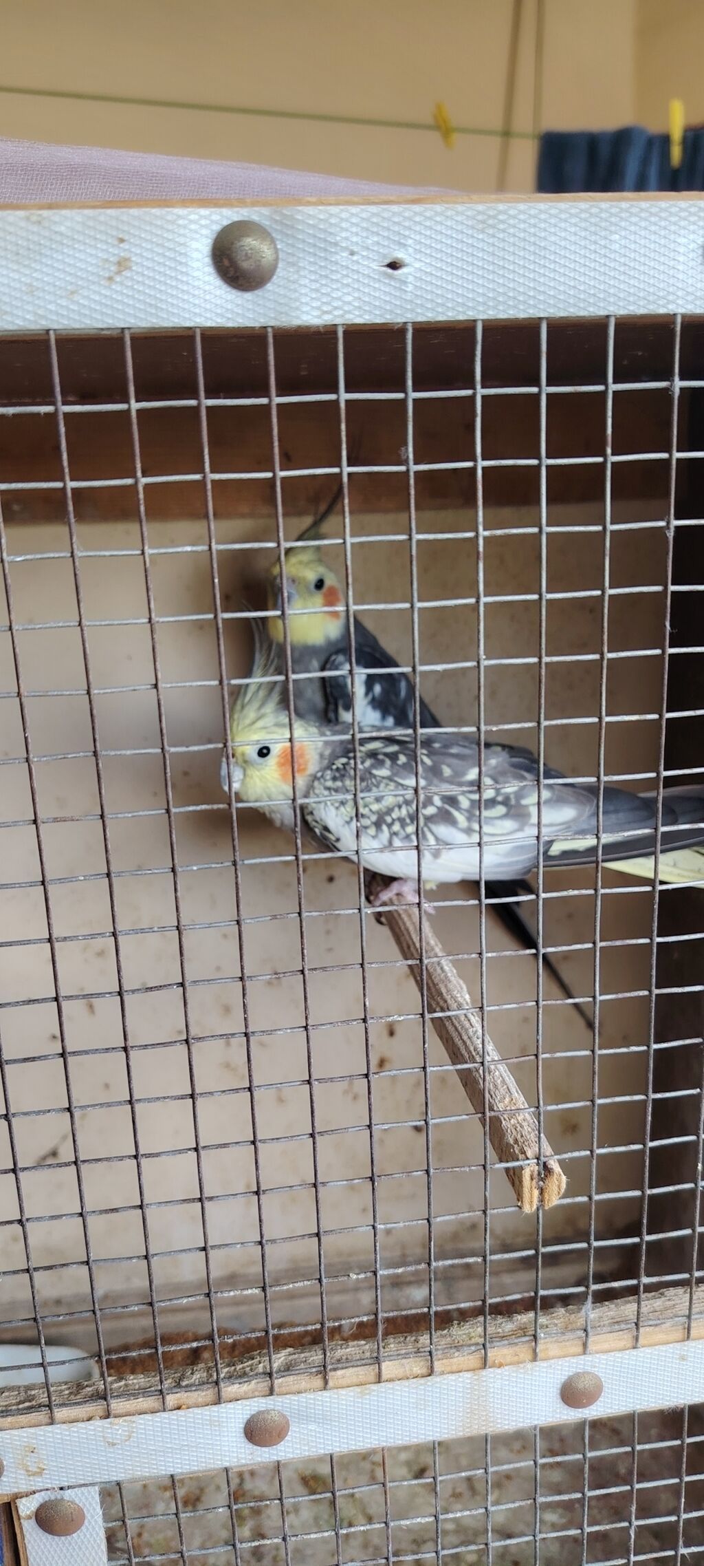Nimfa (Cockatiel) cütü – boz-sarı rəng çalarlarında, yanaqlarda — Tutyun papağayı, Bakı (2)