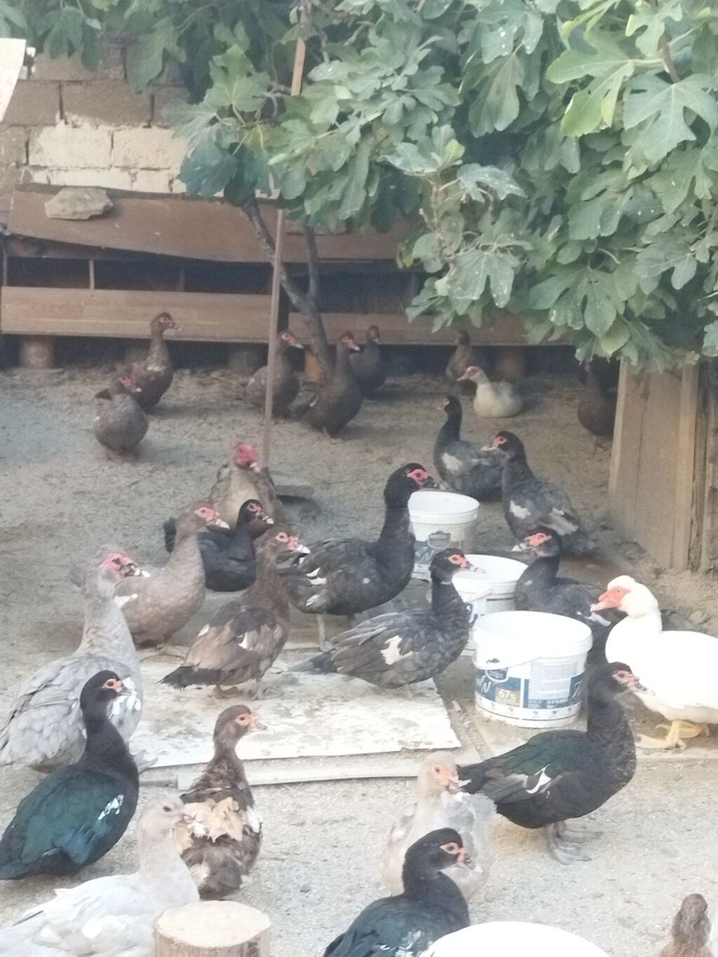 Lal ördəklər krasnadar macar zümrüd lavanda super heyvanlardı — Digərləri, Bakı (5)