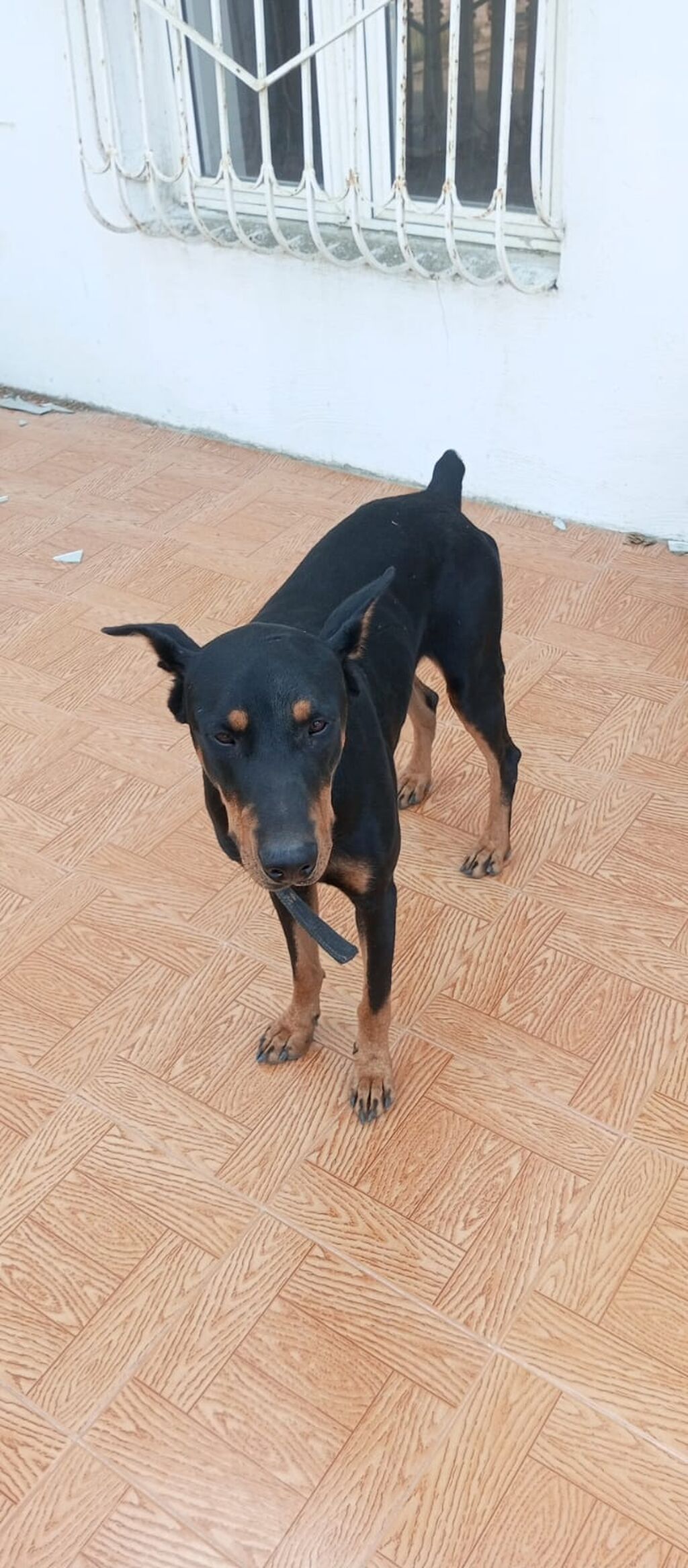 Doberman, 10 ay — Köpəklər, Digah (4)