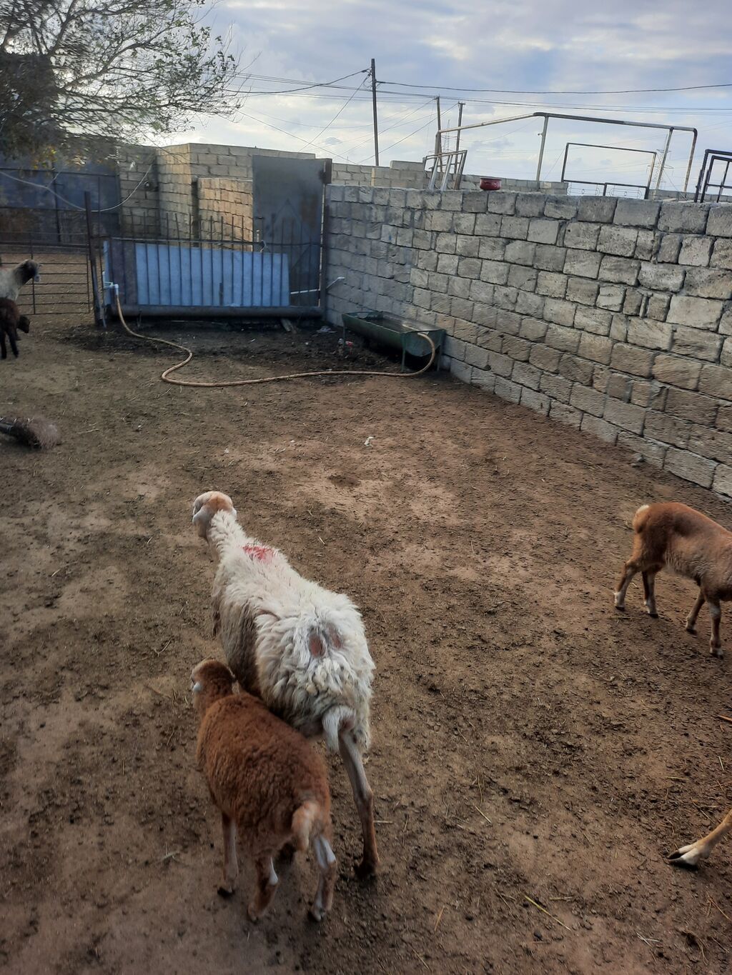5Qoyun və5 quzu dəsti - Ana qoyun – südlü, quzu əmizdirir. Yerli — Kənd təsərrüfatı heyvanları, Mehdiabad (5)