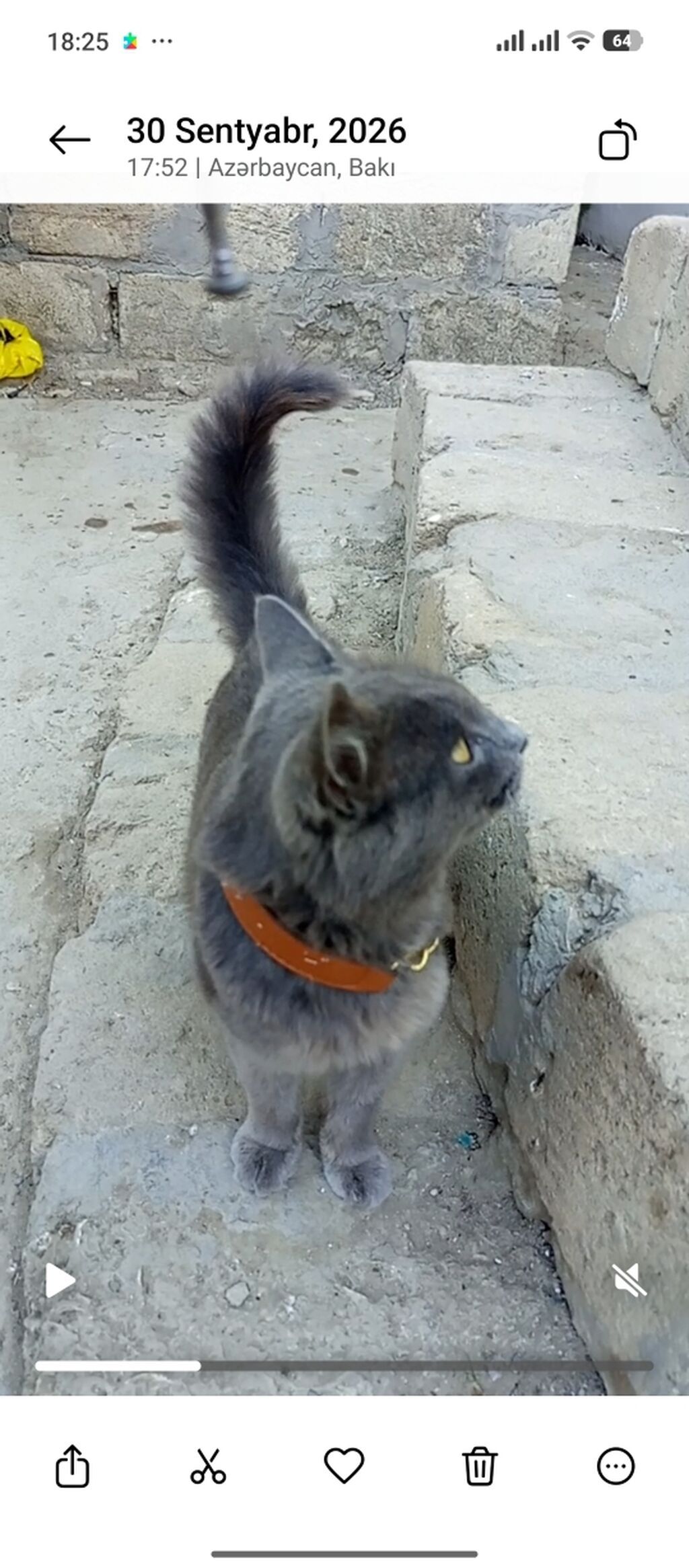 Boz rəngli pişik – qızılı gözlər, qısa-orta uzunluqda tüklər, uzun — Pişiklər, Digah