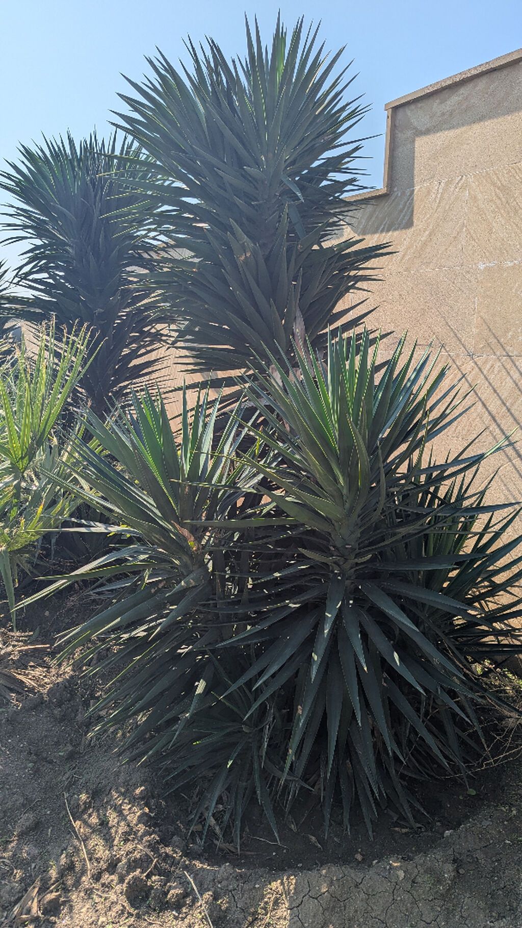 Yucca: hətta yeni başlayanlarla birlikdə gedən sərt gözəllik. Bütün — Ağaclar və fidan, Bakı (6)