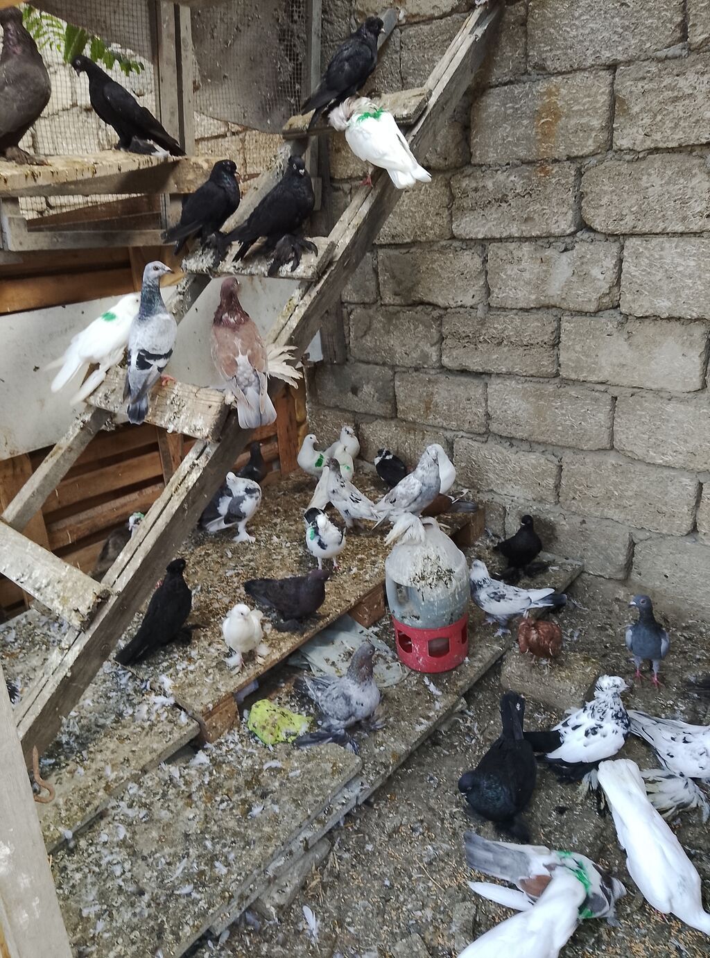 Salam 80 dene olar quş var hem dekarativ hem uçan qusdar yaxşı dirakon — Göyərçin, Digah (3)