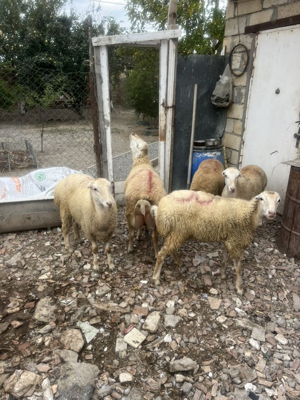 Beyləqan cinsi Damazlıg 4 disi 1 erkət toglu ünvan musviqabad qəsəbəsi — Kənd təsərrüfatı heyvanları, Bakı