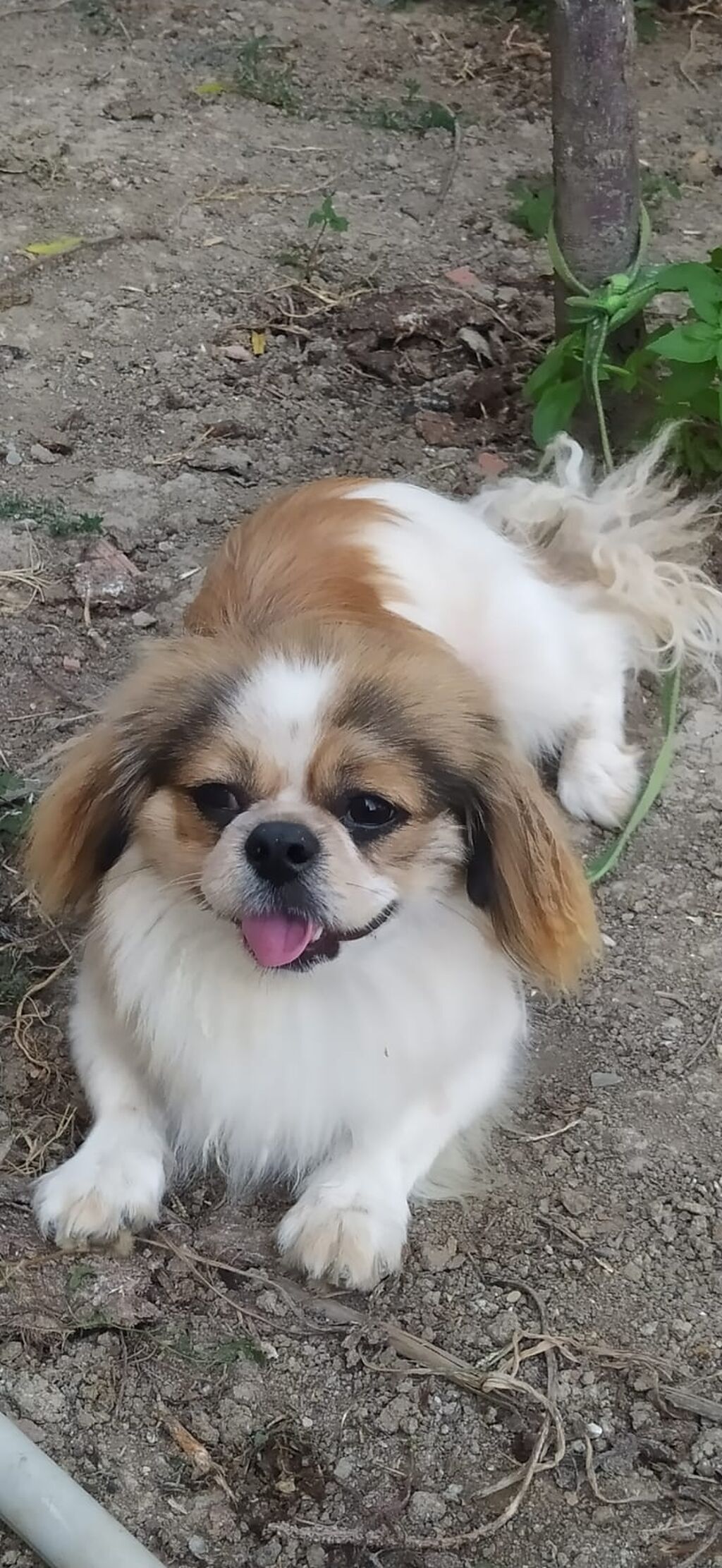 Pekines, 11 ay — Köpəklər, Digah (2)