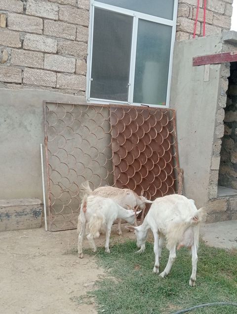 Dişi, Zanen, il: 1, 55 kq, Südlük, Pulsuz çatdırılma — Digah