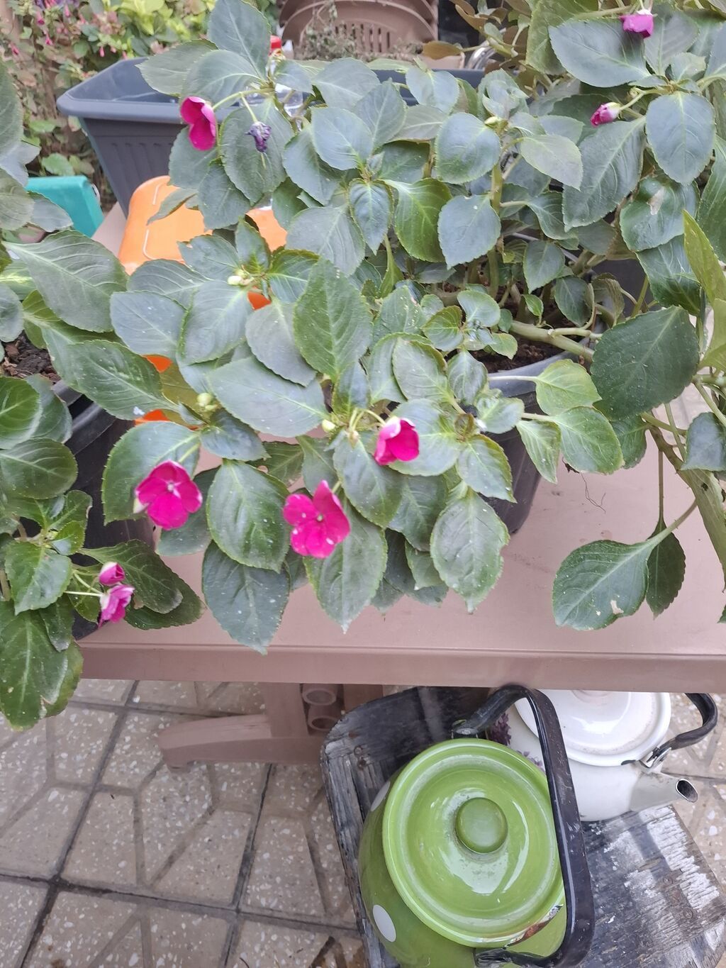 Impatiens (Balsamin) saksı gülü – canlı çəhrayı çiçəklərlə - Bitki — Qapı bitkələri, Bakı (4)