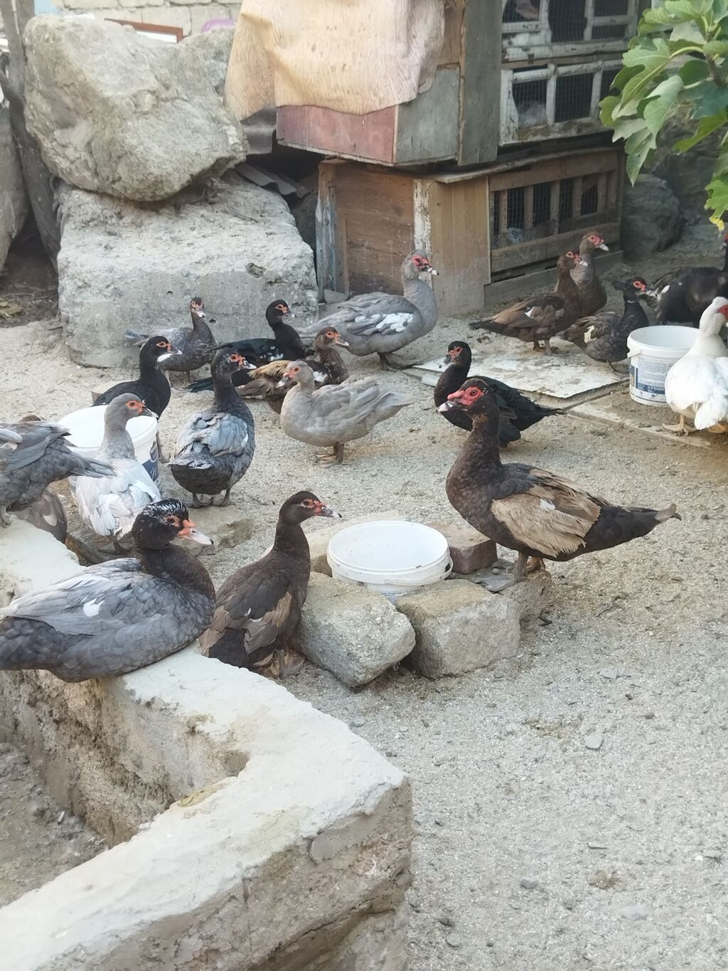 Lal ördəklər krasnadar macar zümrüd lavanda super heyvanlardı — Digərləri, Bakı (2)