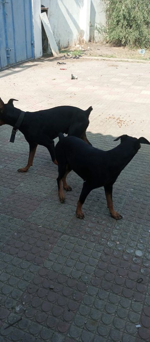 Doberman, 10 ay — Digah